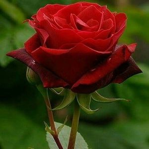 Meet your Posher, Micah